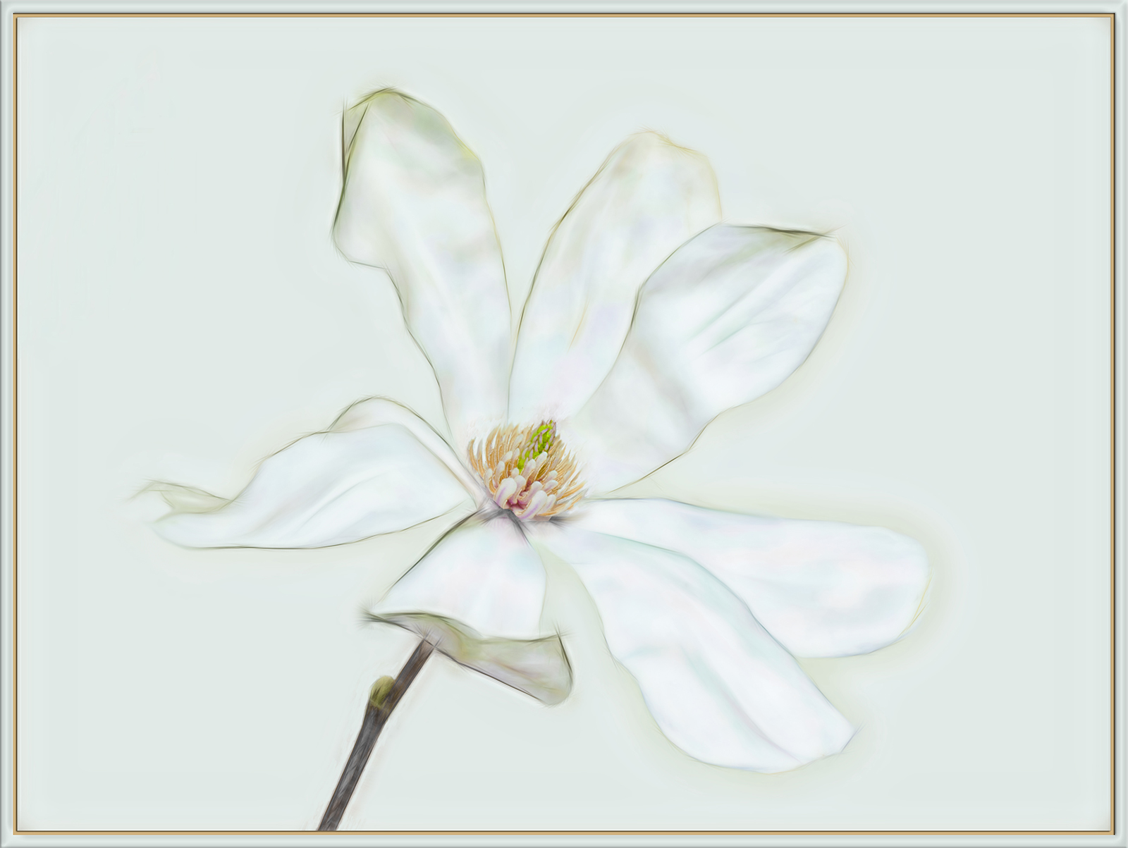 Magnolia