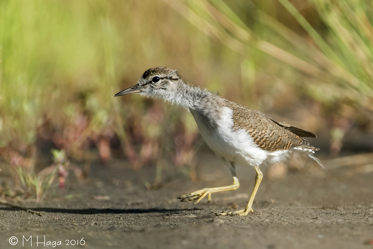 Spotted Sandpiper