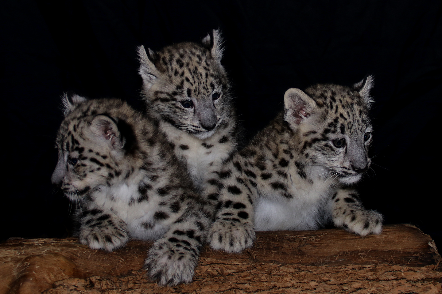 Snow cubs.