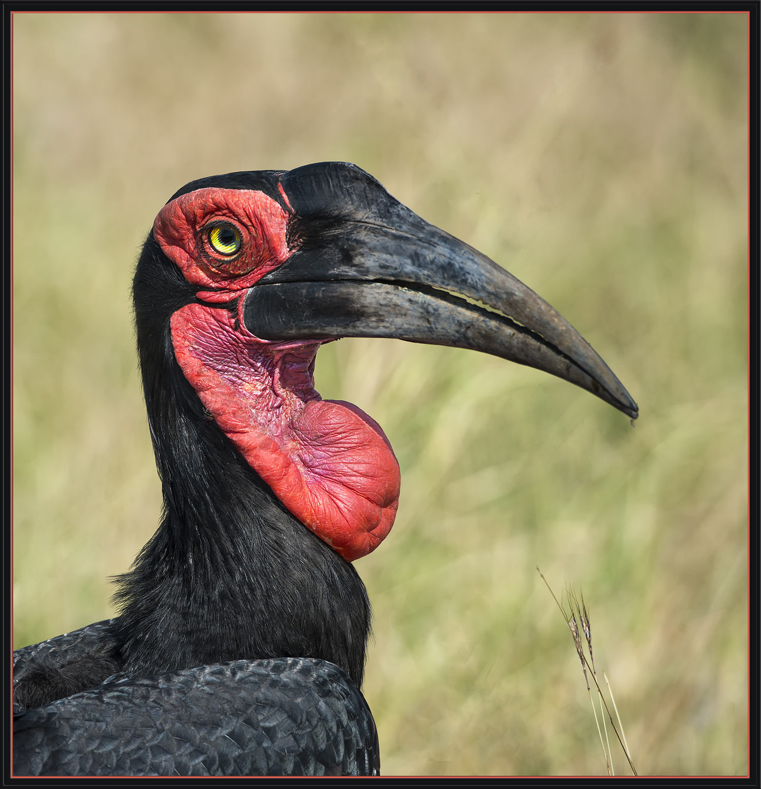 Ground Hornbill