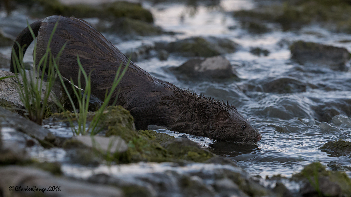 American Mink
