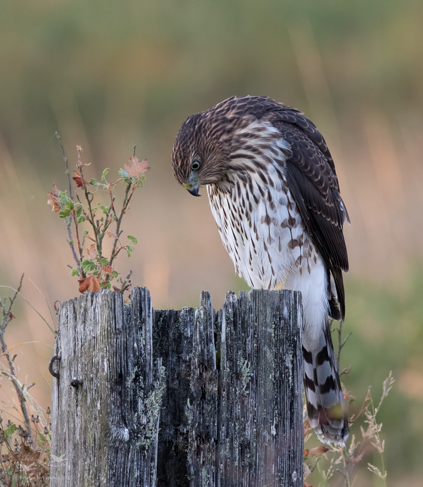 Cooper's Hawk