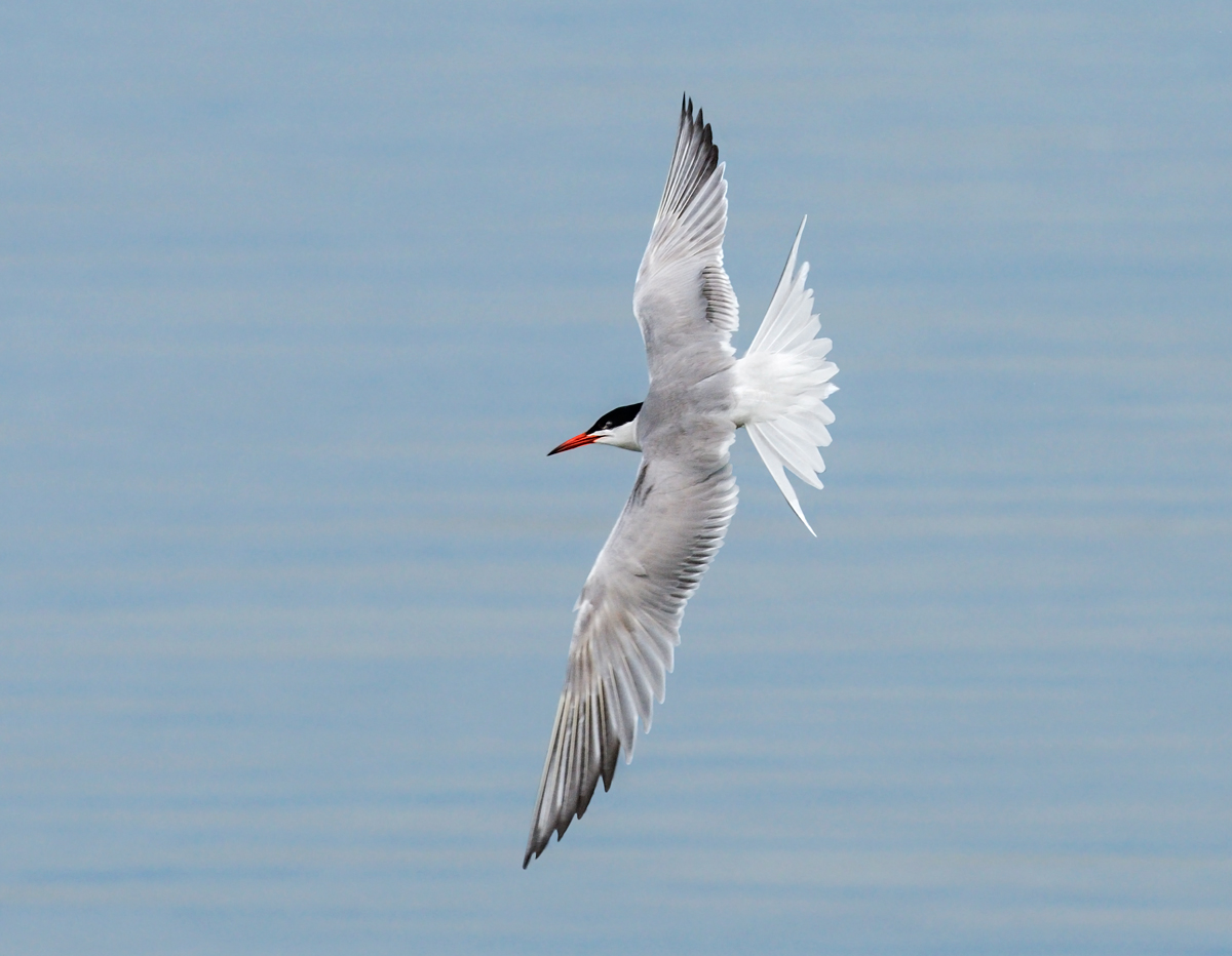 Back to front tern