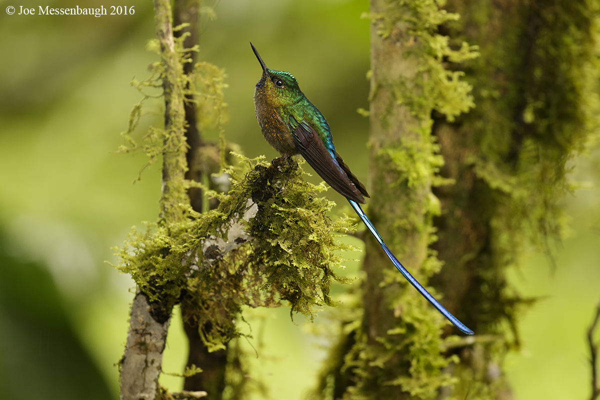 Violet-tailed Sylph
