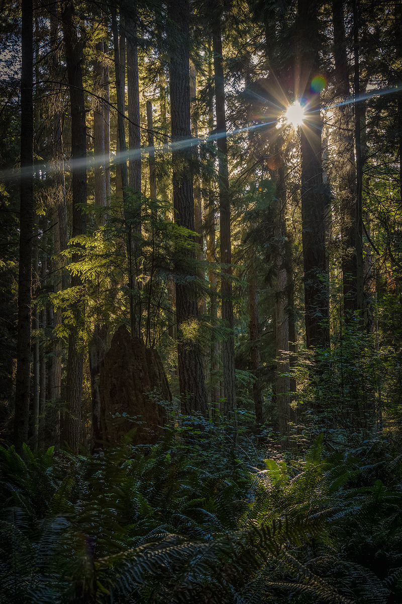 In the woods.