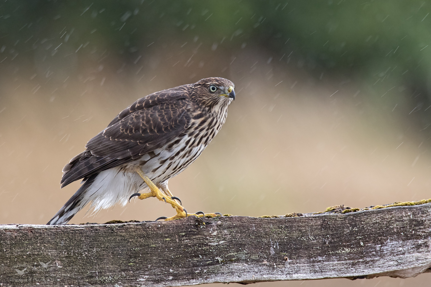 Cooper's Hawk II
