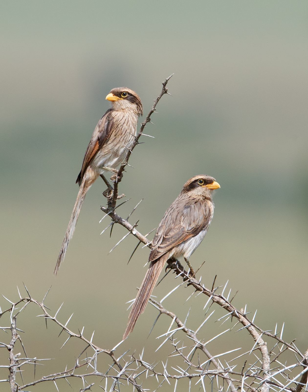 Yellow Billed Shrikes