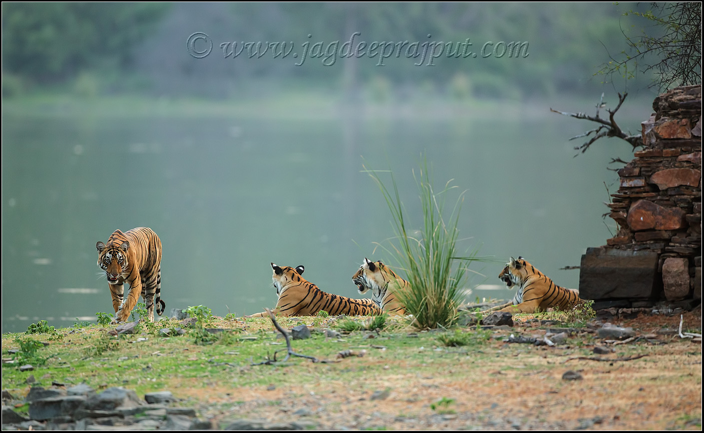 Family of stripes