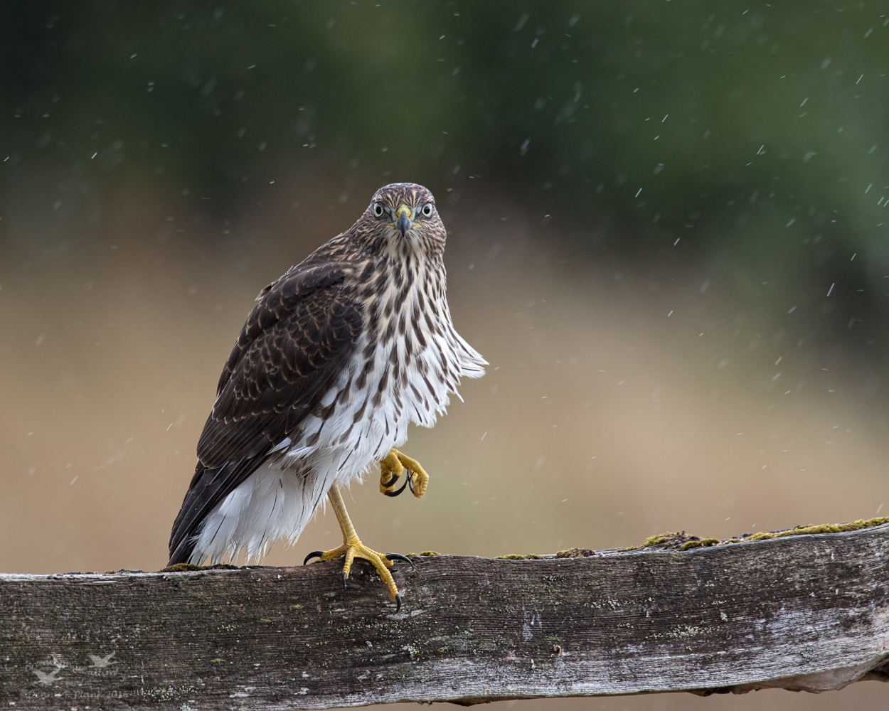 Cooper's Hawk III