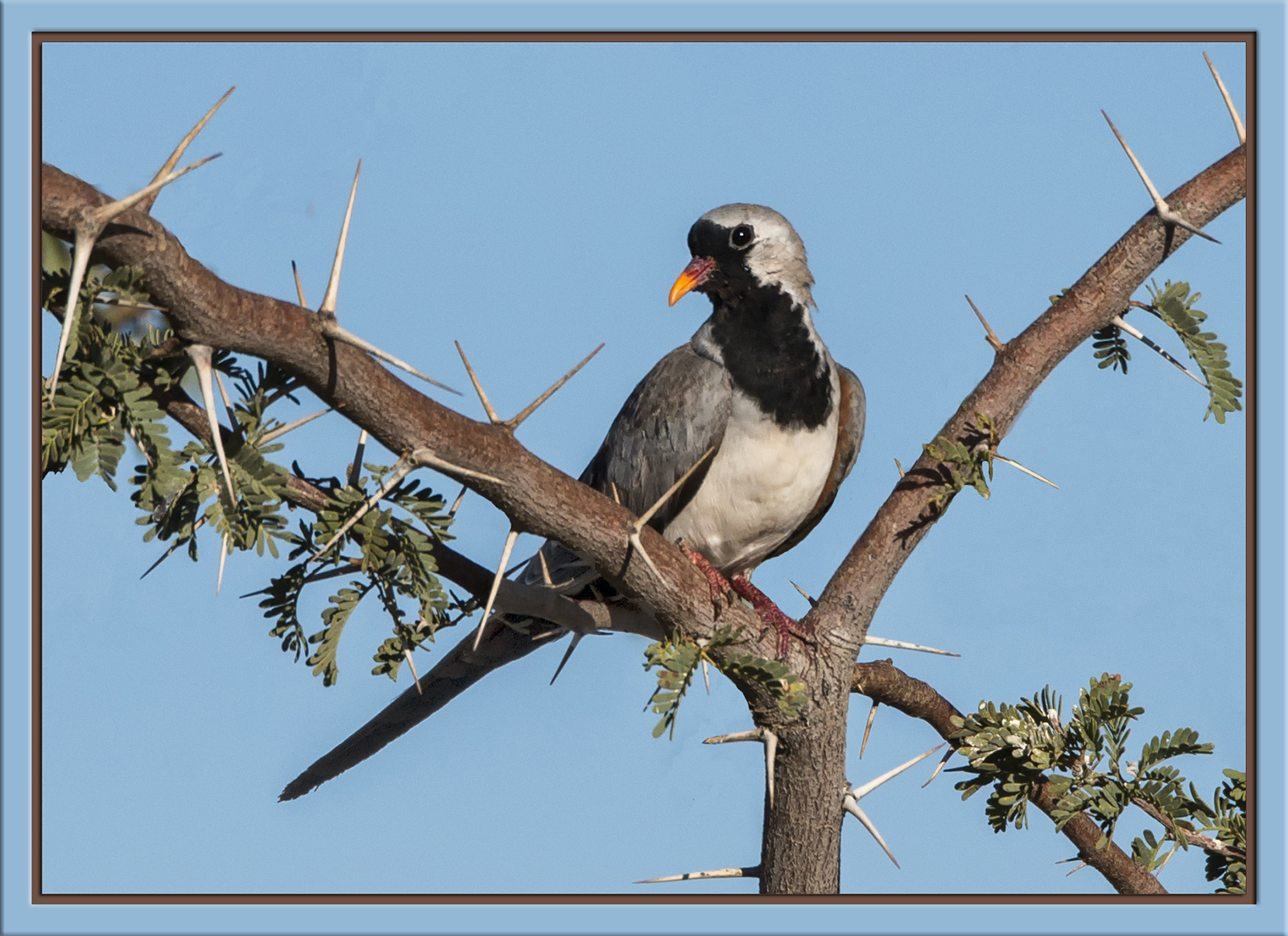 Namaqua Dove