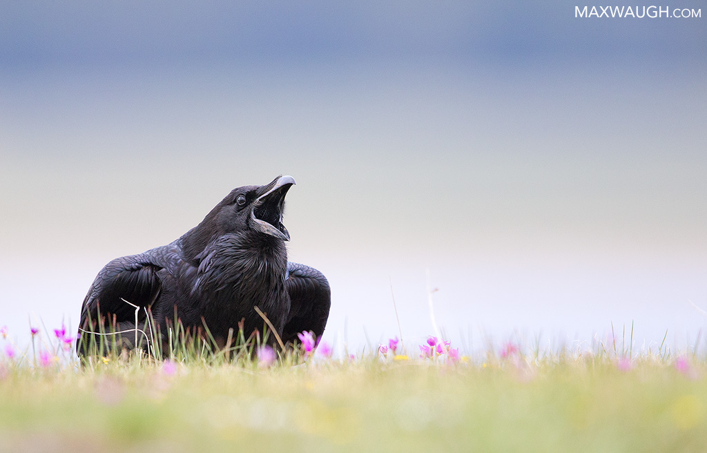 Common Raven