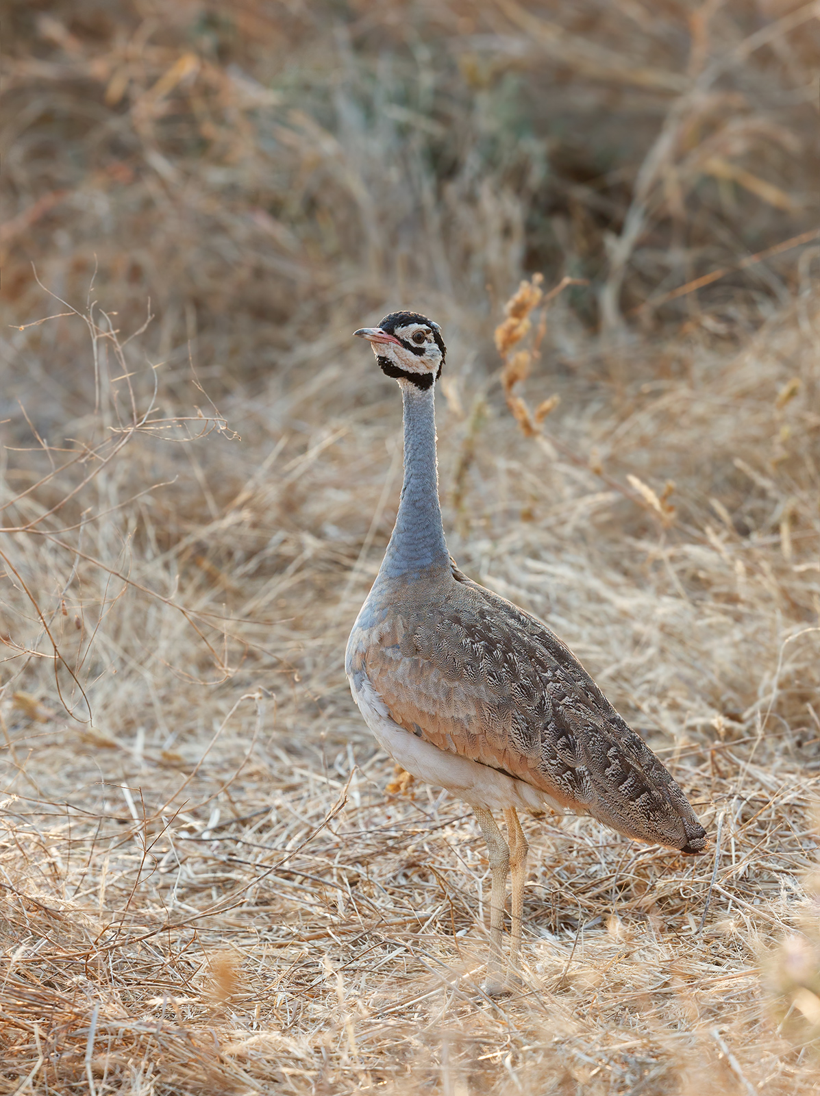 White Bellied Bustard