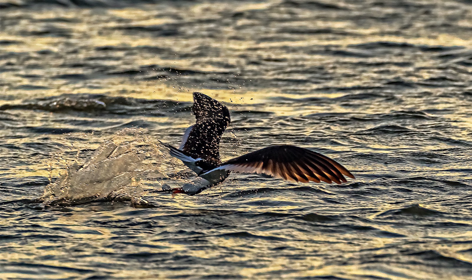 Skimmer Catching Fish