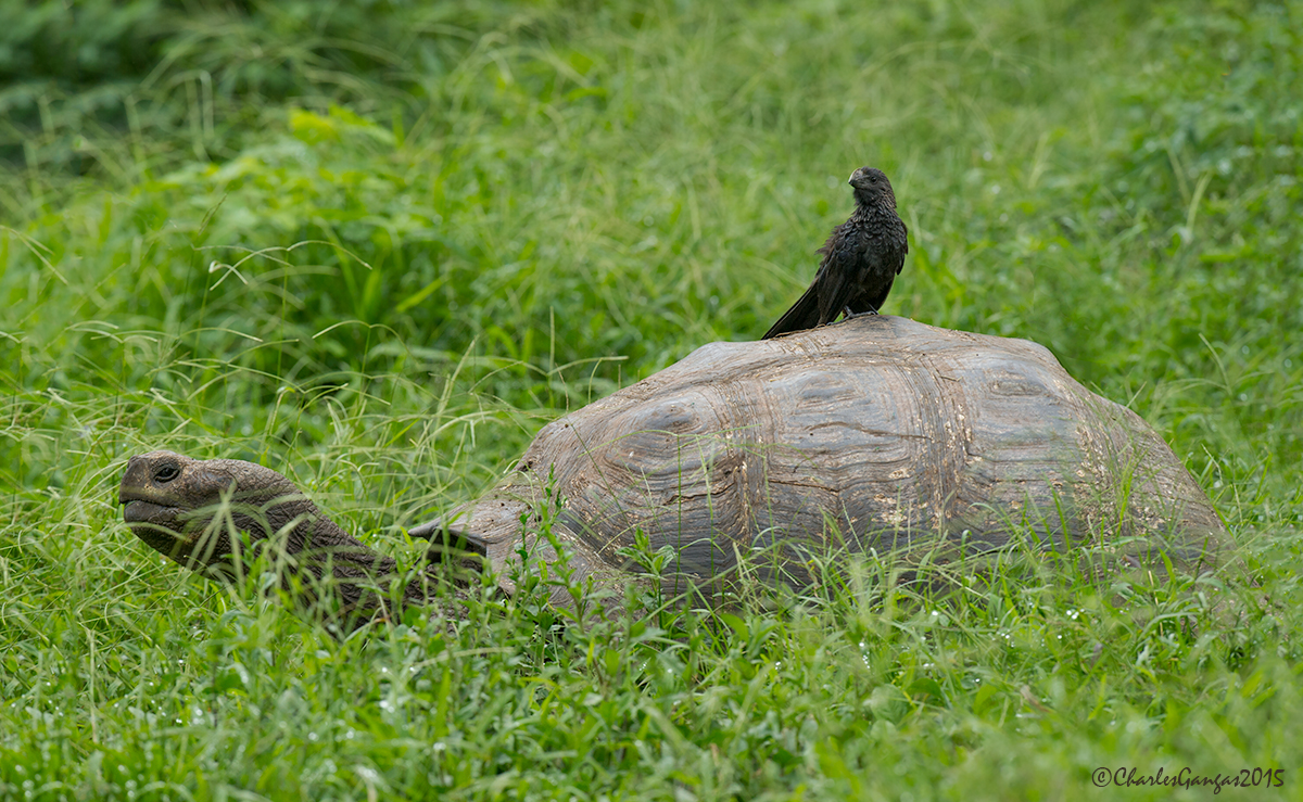 The Tortoise and the Ani