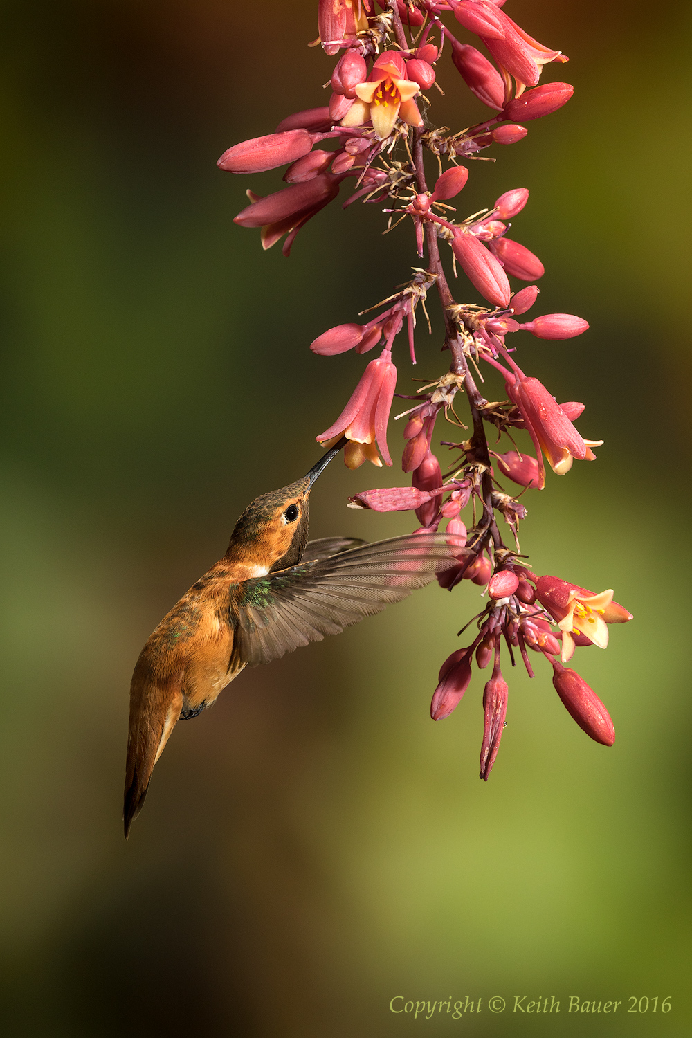 Rufous-Male