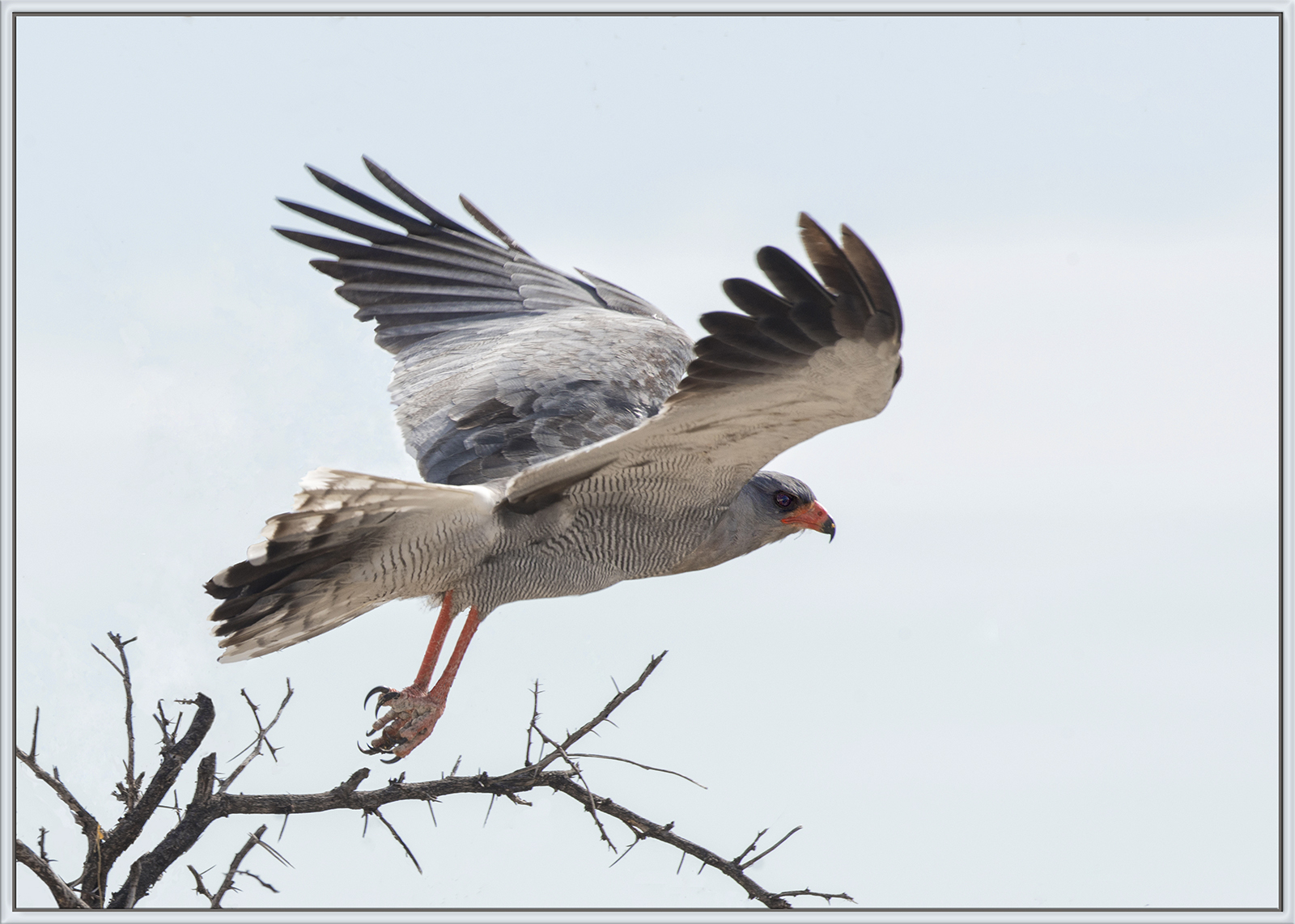 Chanting Goshawk