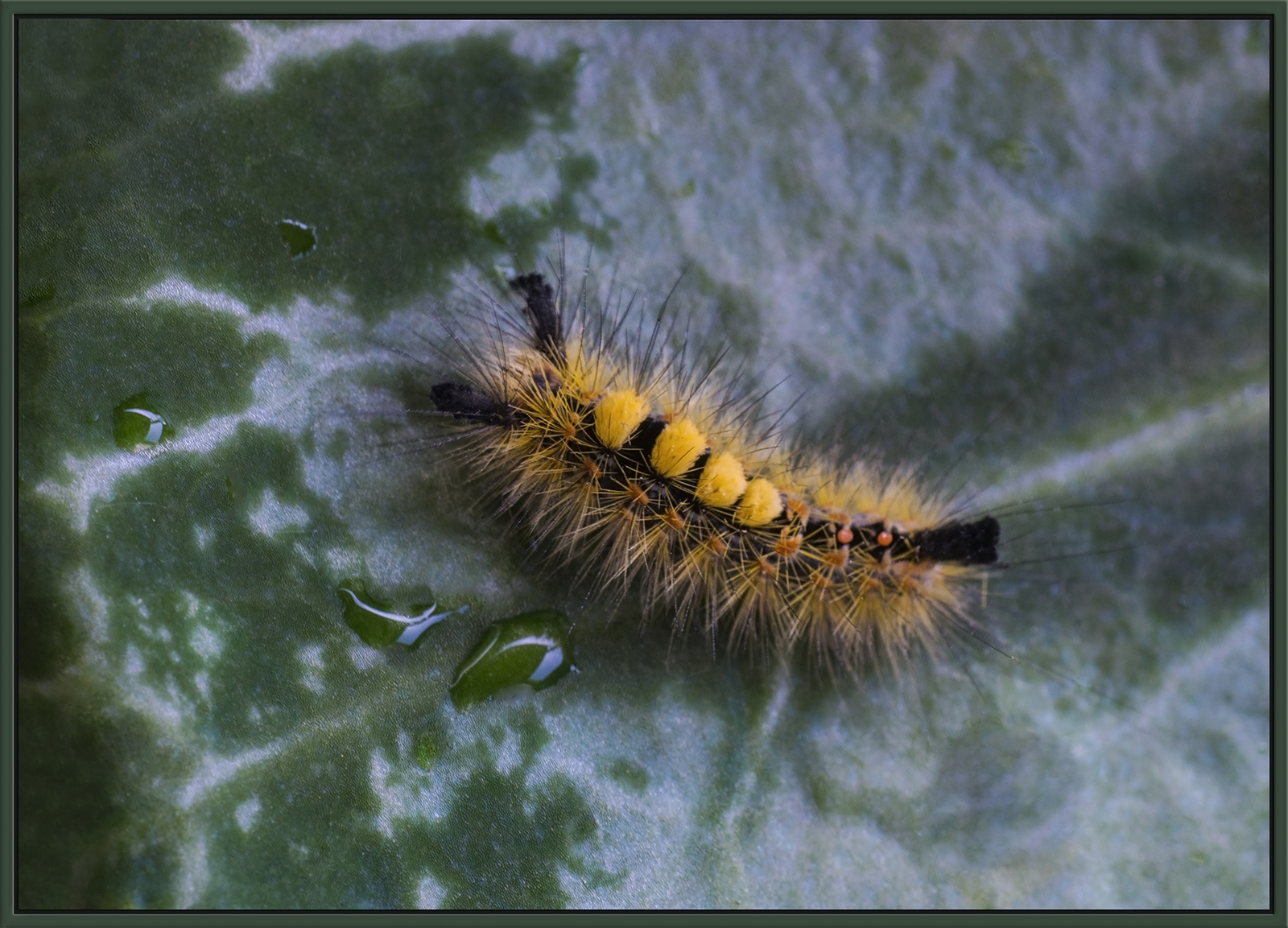 Spotted Tussock C.pillar 