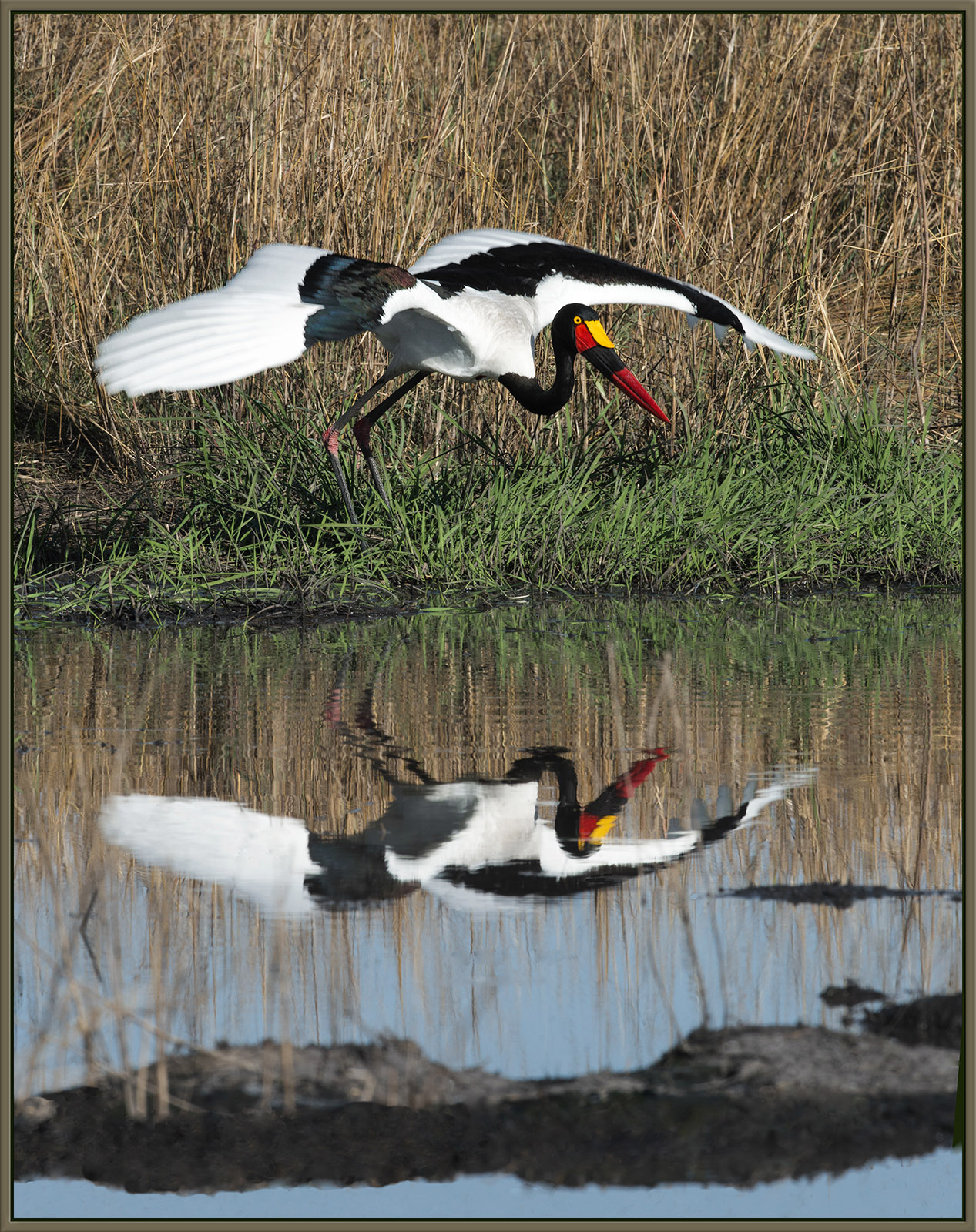 Saddle-Bill Stork