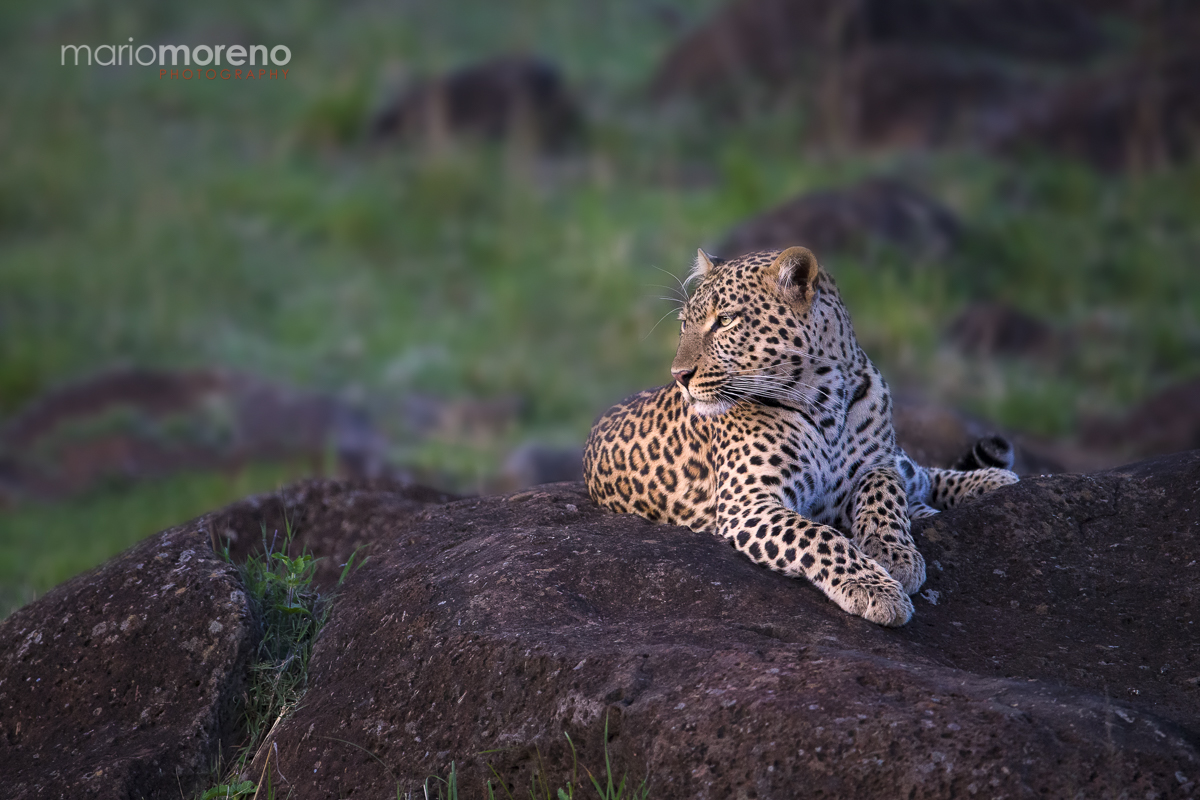 Lady in Spots