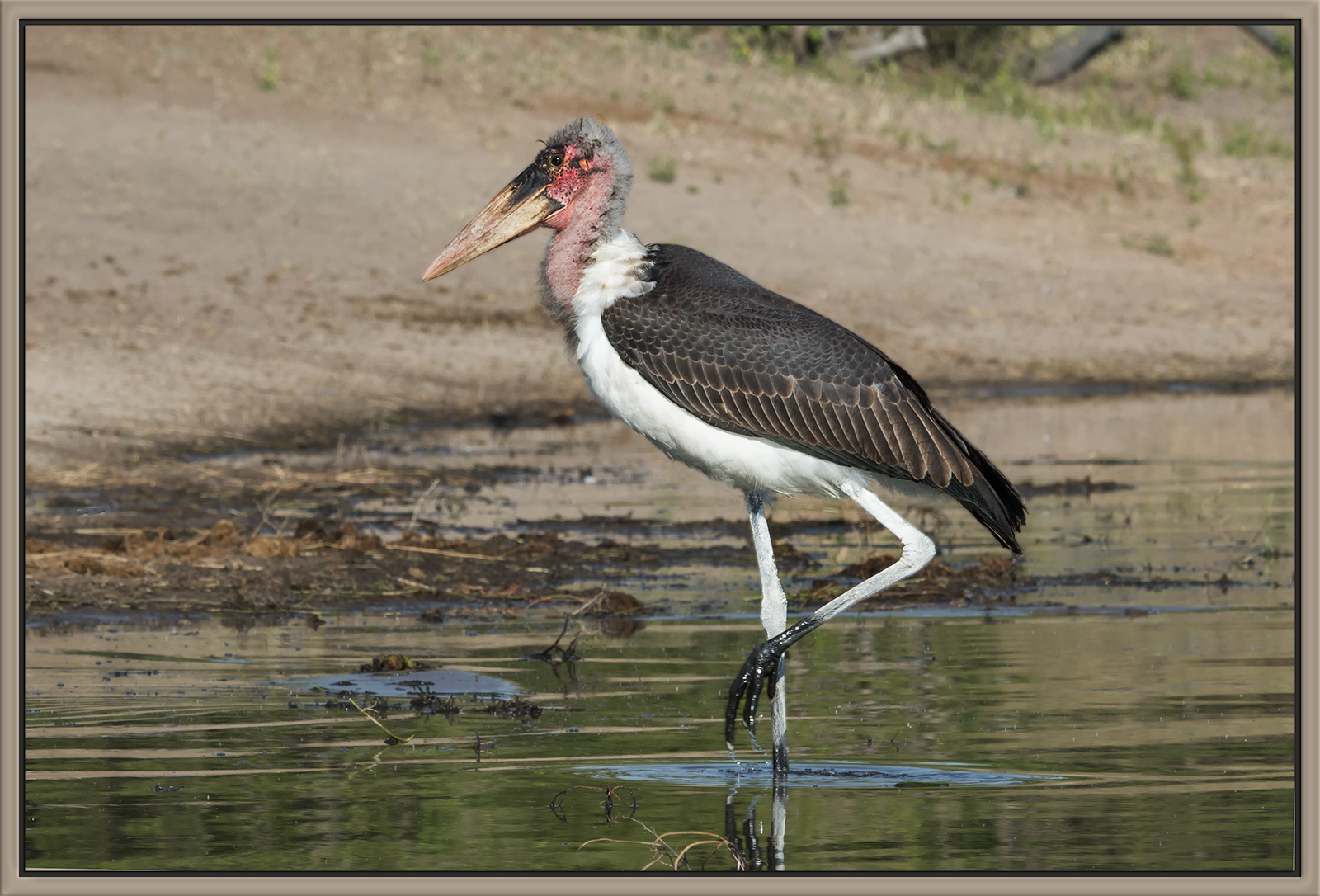 Marabou Stork