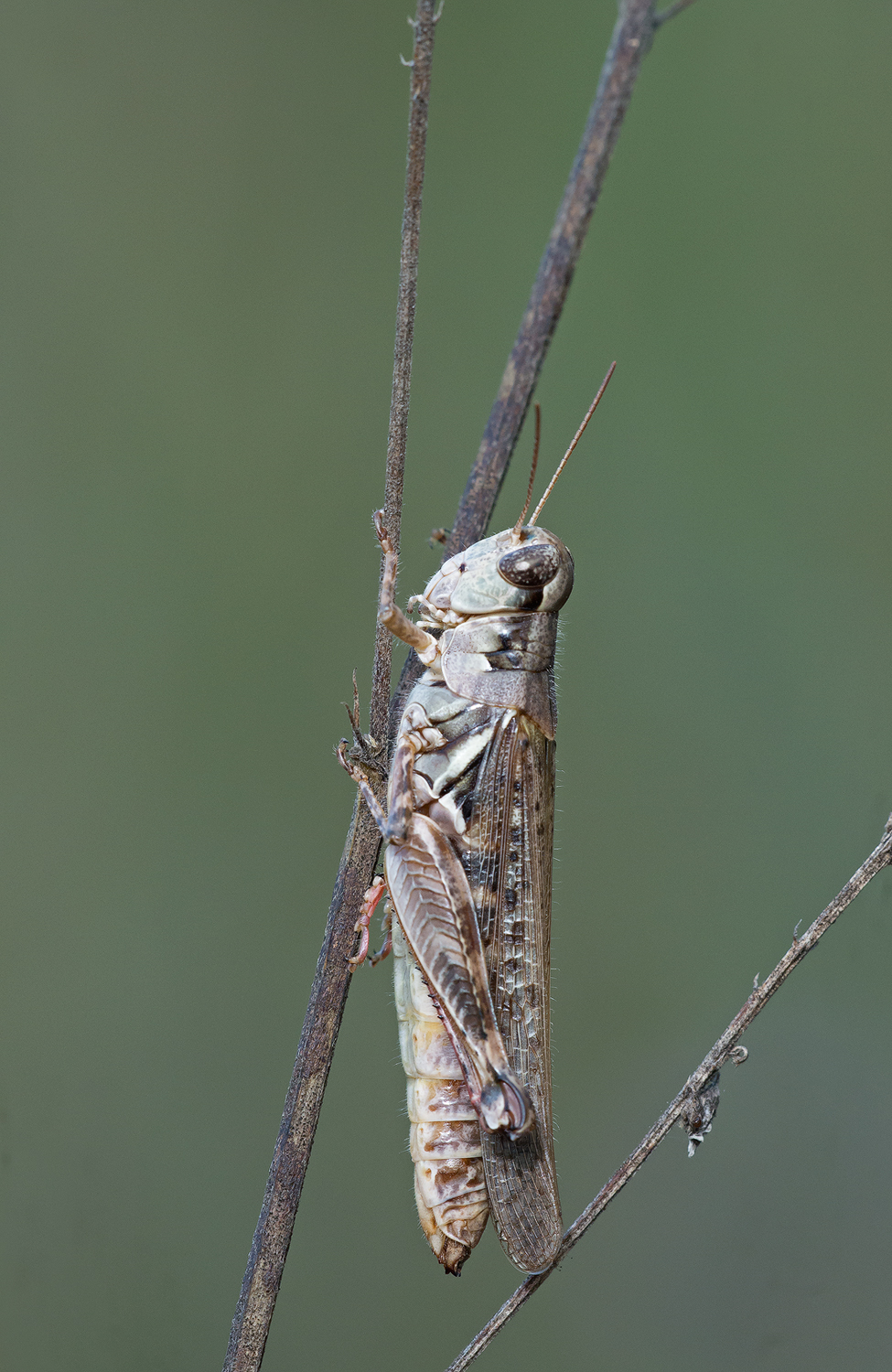 Grasshopper at Dusk
