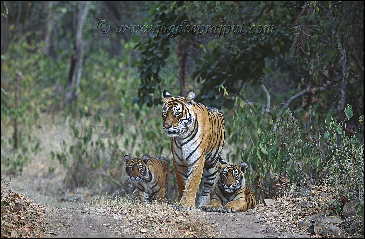 'Machli' The tigress