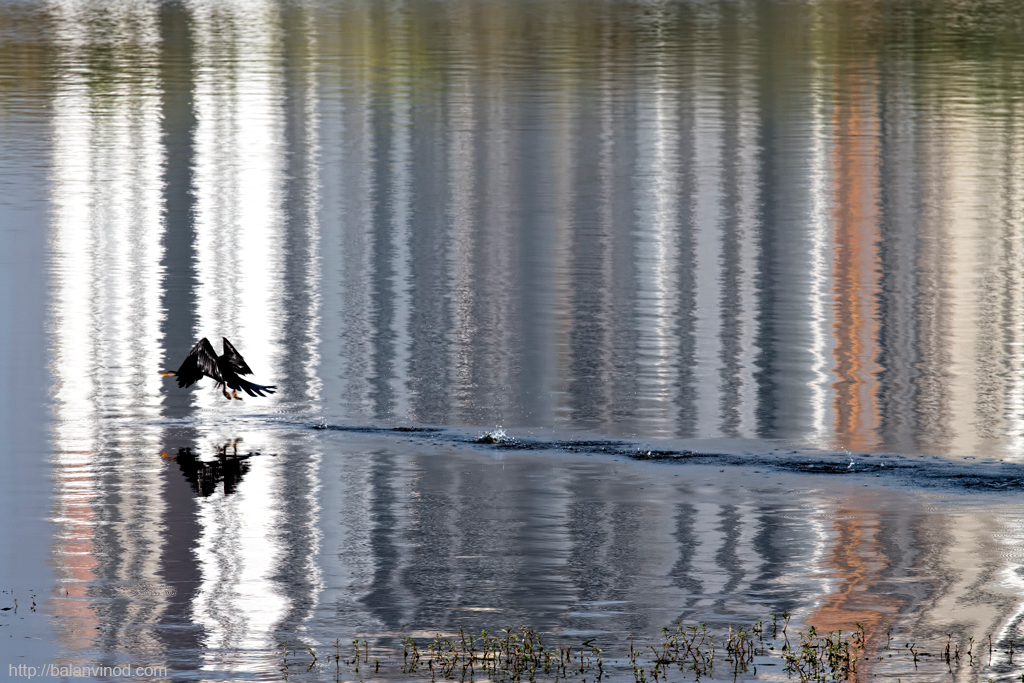 Reflections A Snake Bird