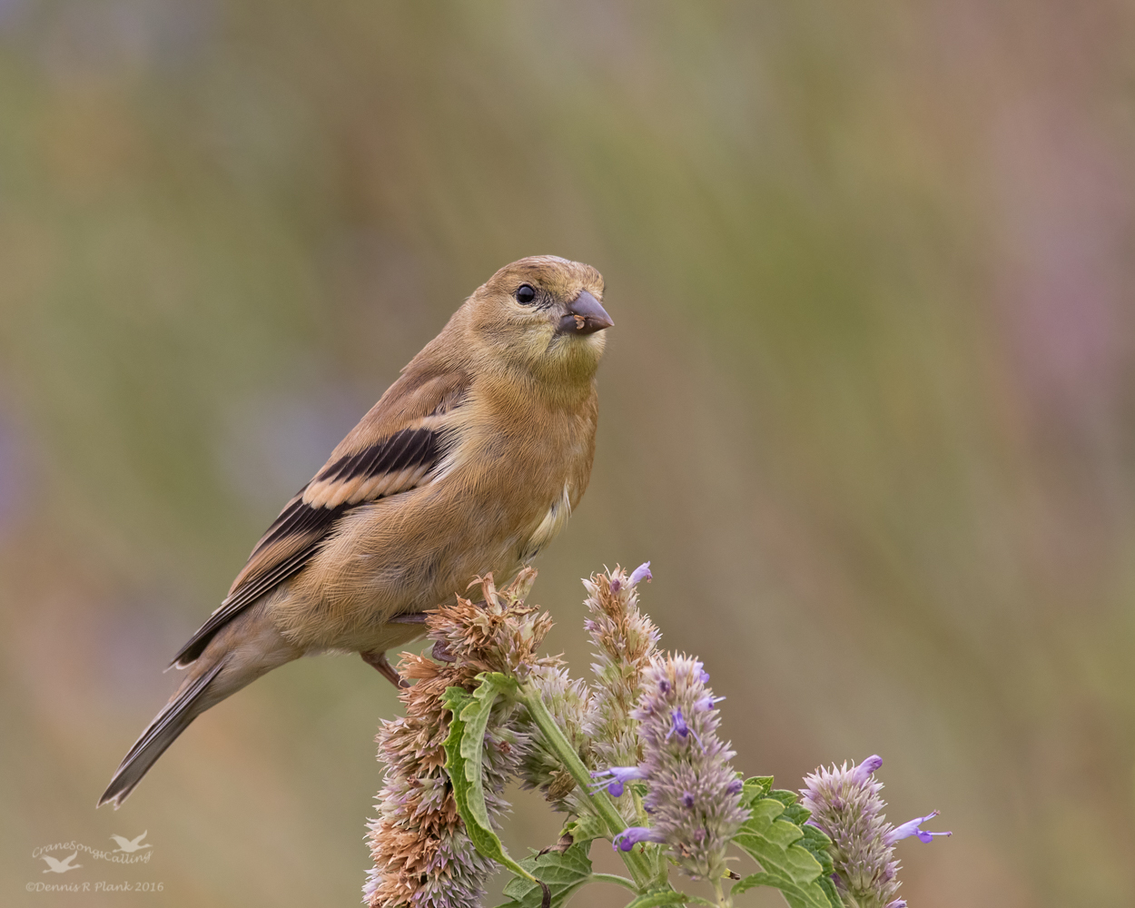 Juvenile Goldfinch II