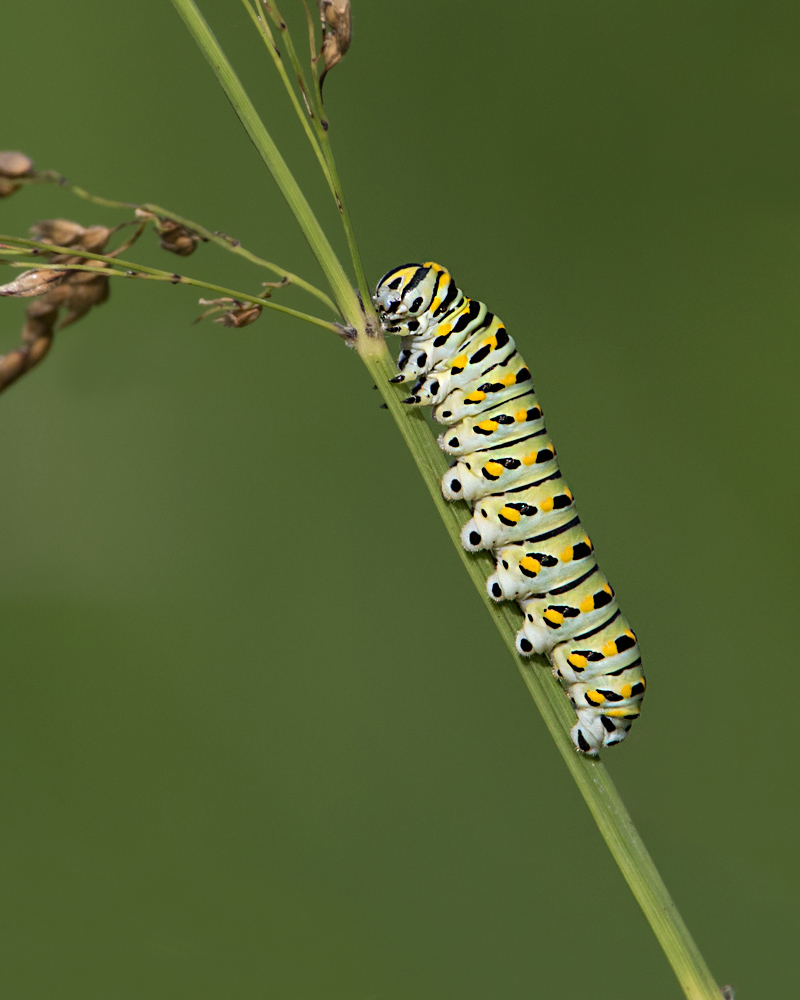 Black Swallowtail 