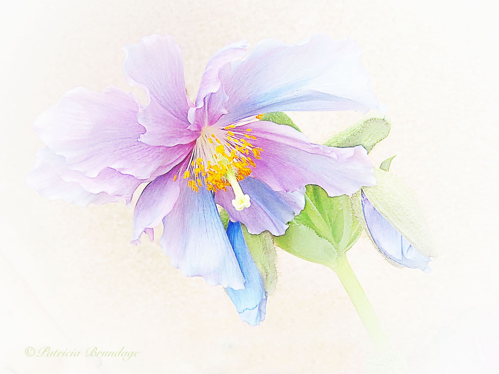 Blue Poppy#3