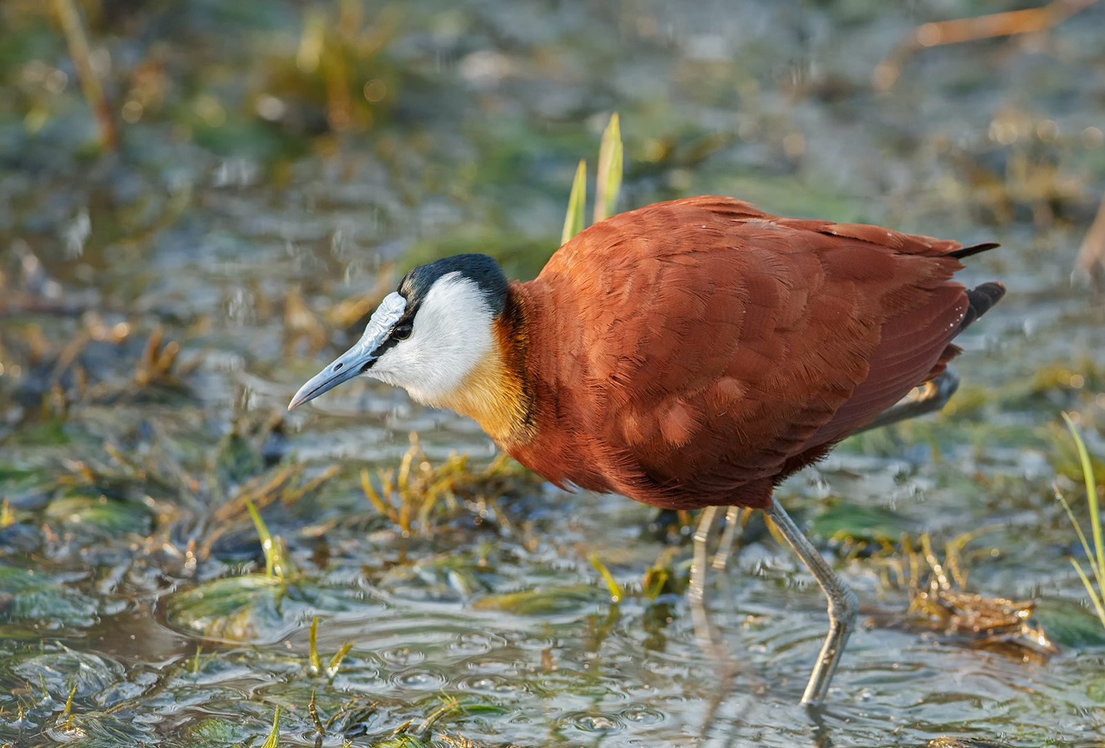 Jacana