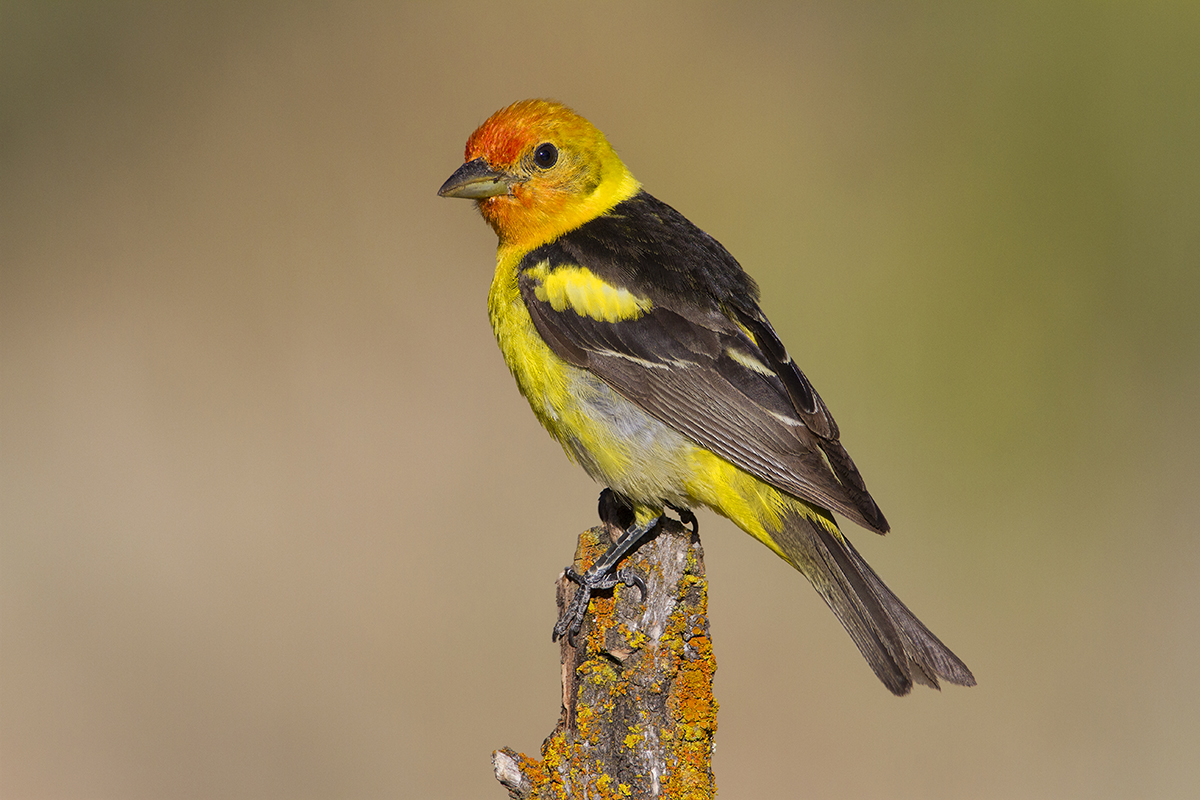 Western Tanager