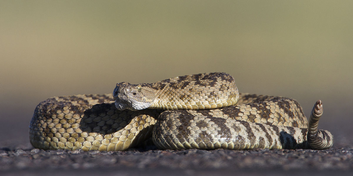 Western Rattlesnake