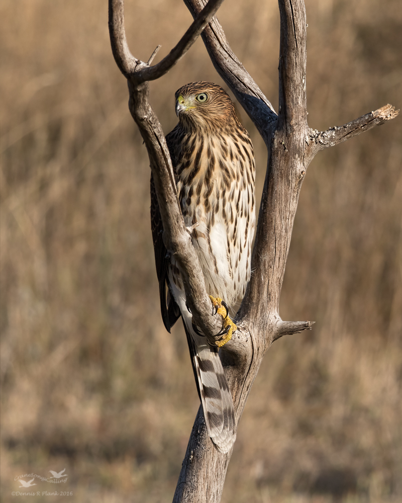 Another Cooper's Hawk