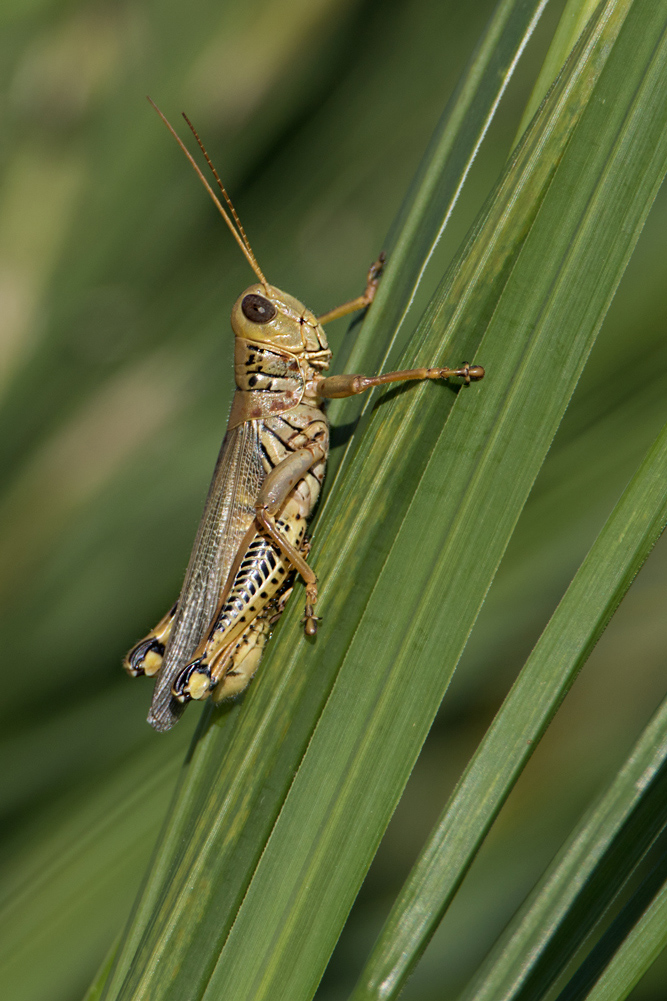 Differential Grasshopper