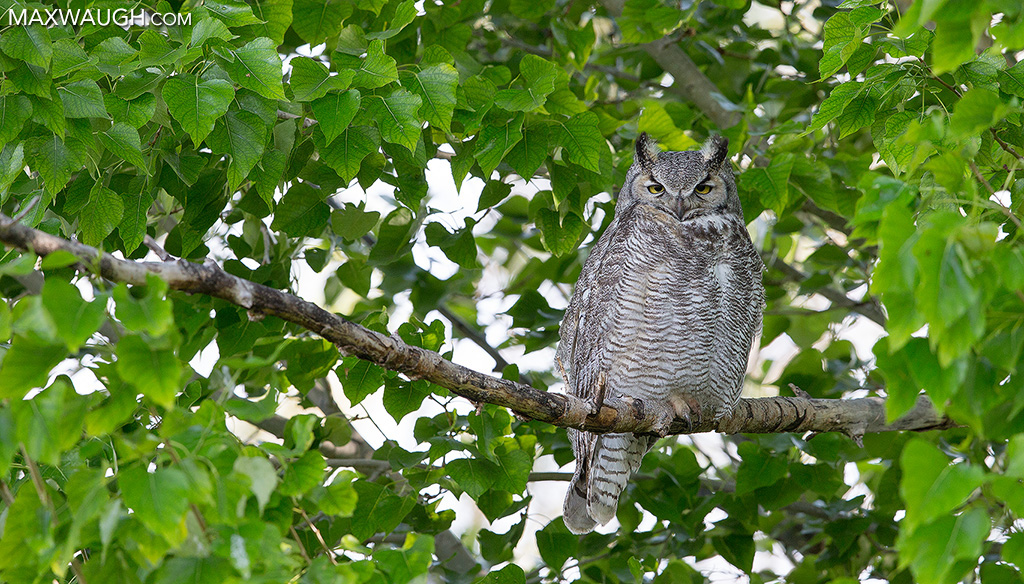 Great Horned Owl