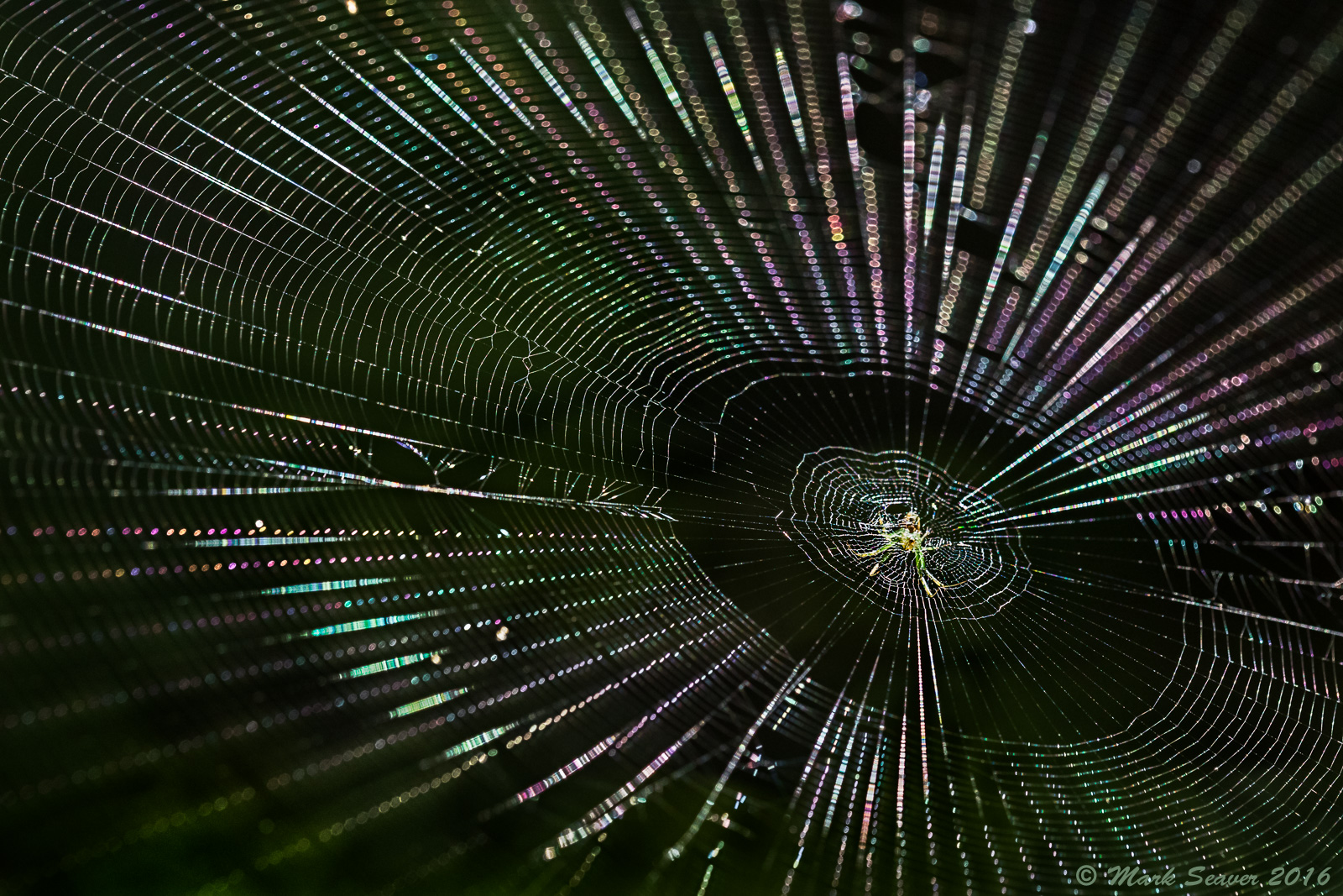Space Spider #3