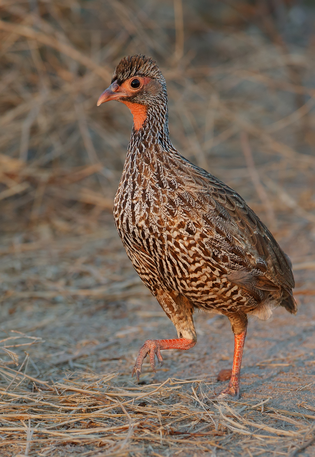 Red Necked Spurfowl