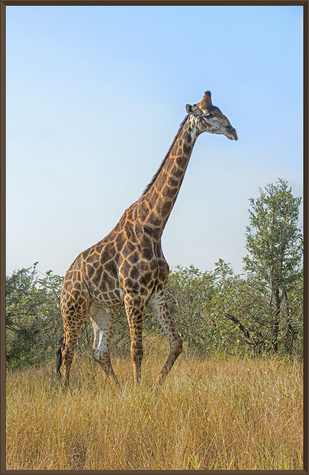 Giraffe