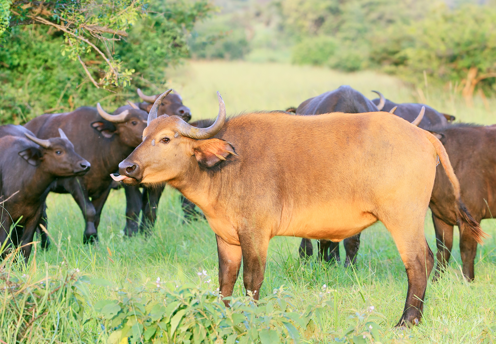 Golden Buffalo 2
