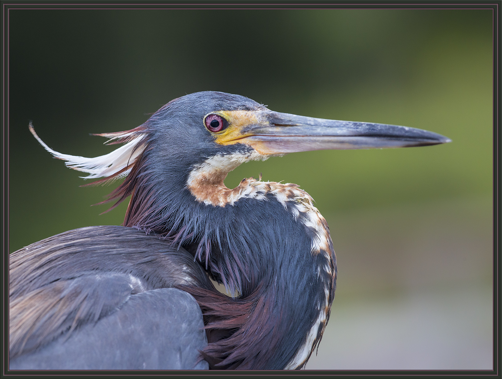 Tri-color Heron
