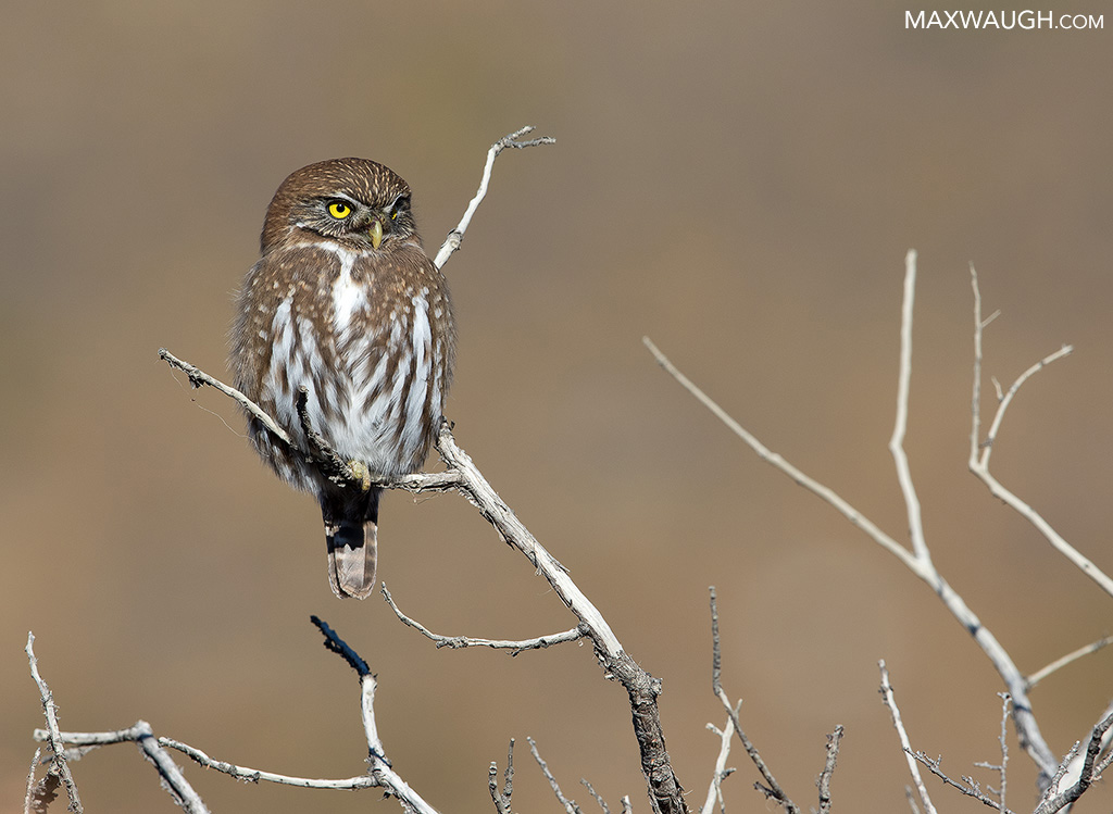 Austral Pygmy Owl