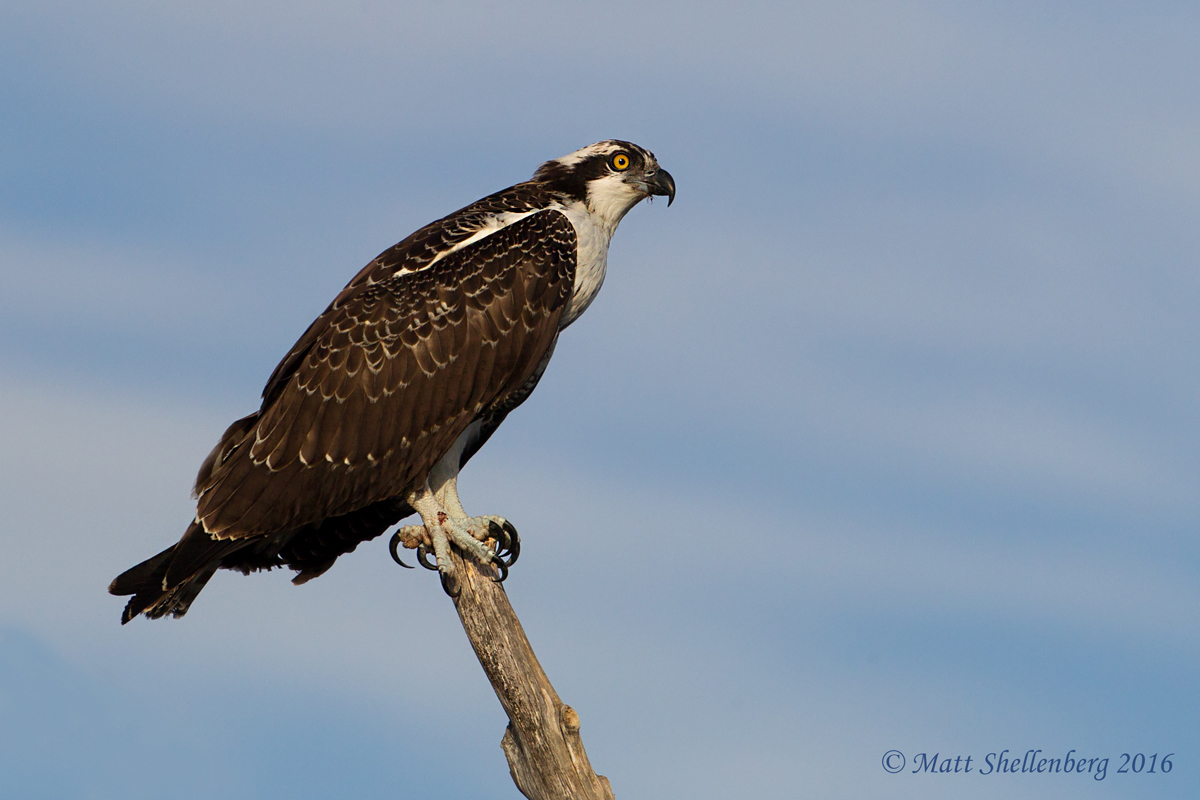 Osprey