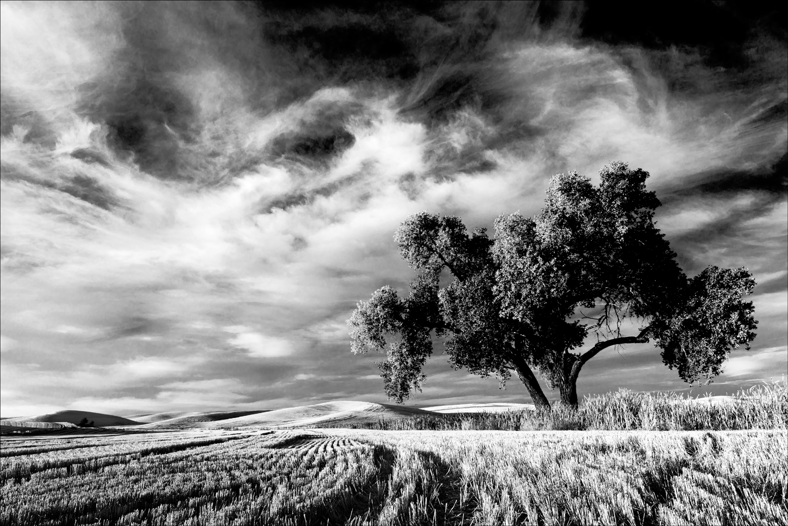 Lone Tree