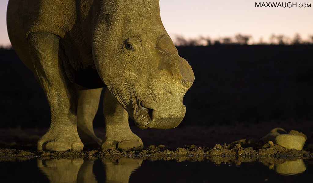 21st Century Rhino