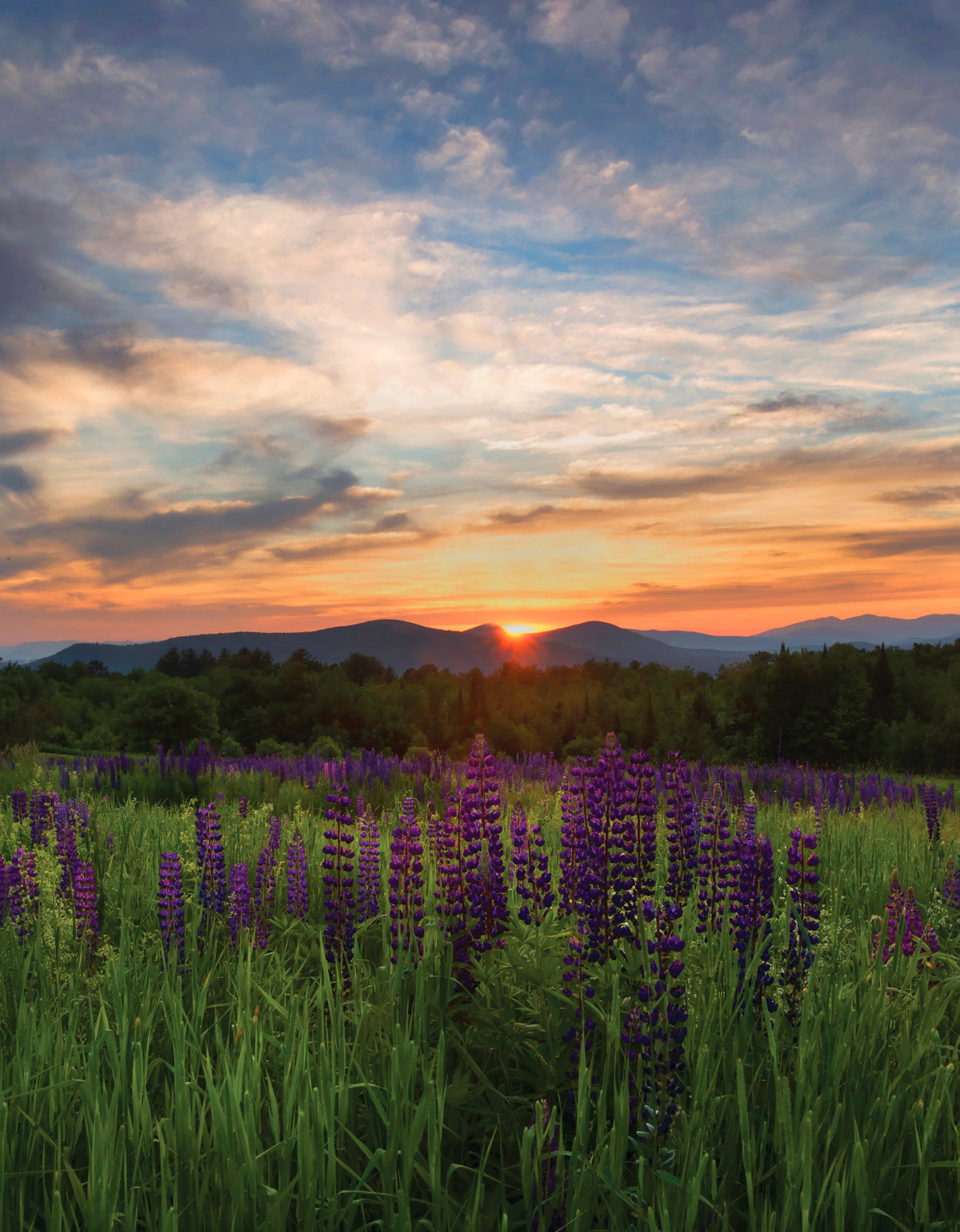 Lupines at Sunrise + repost