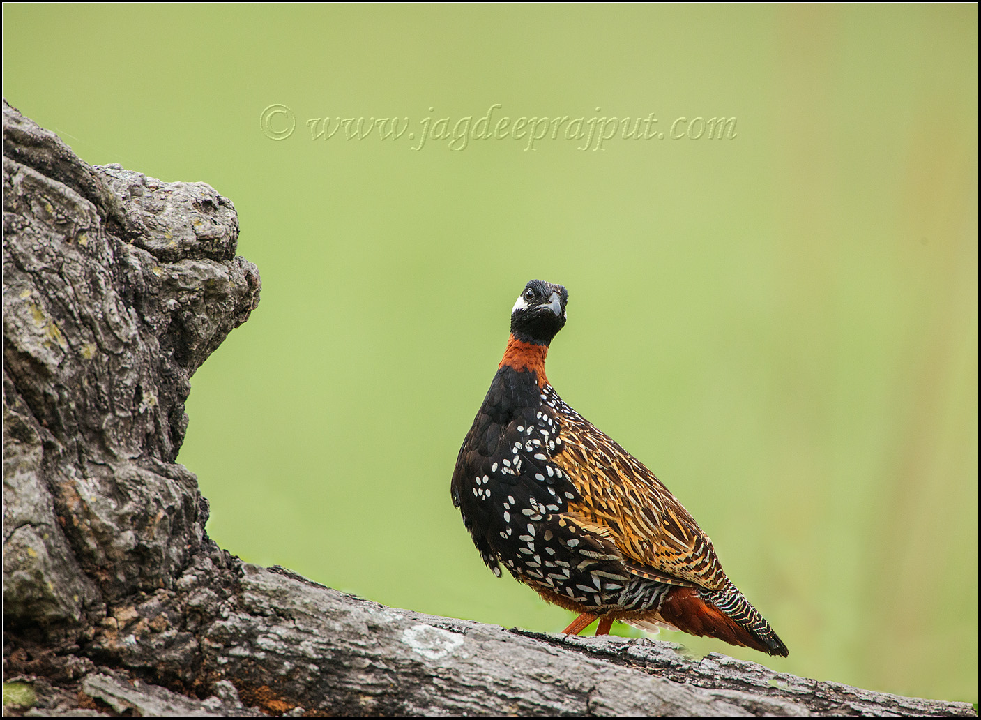 Black Partridge