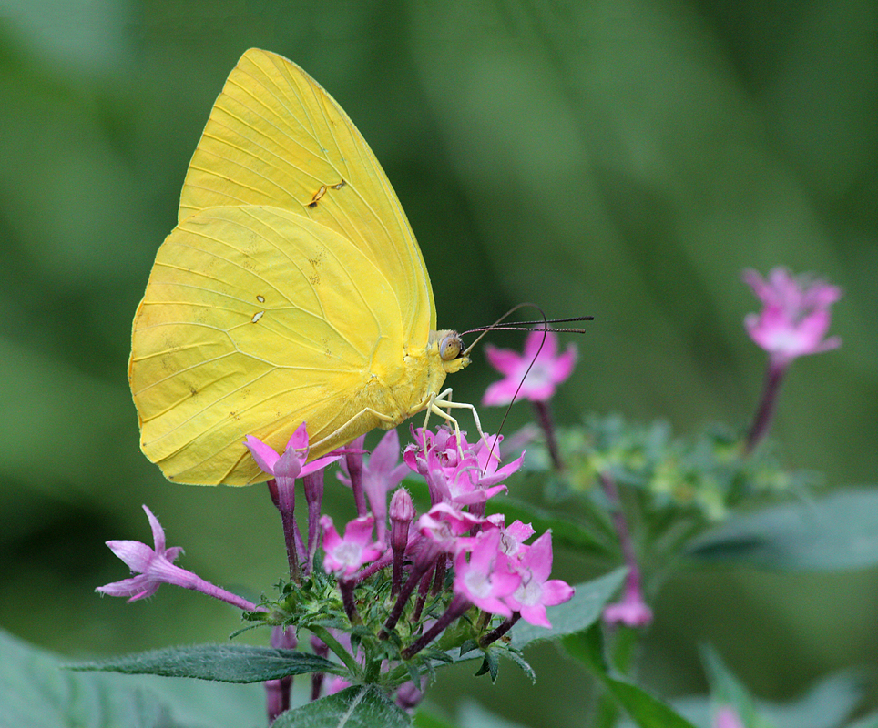 Orange-Barred Sulpher