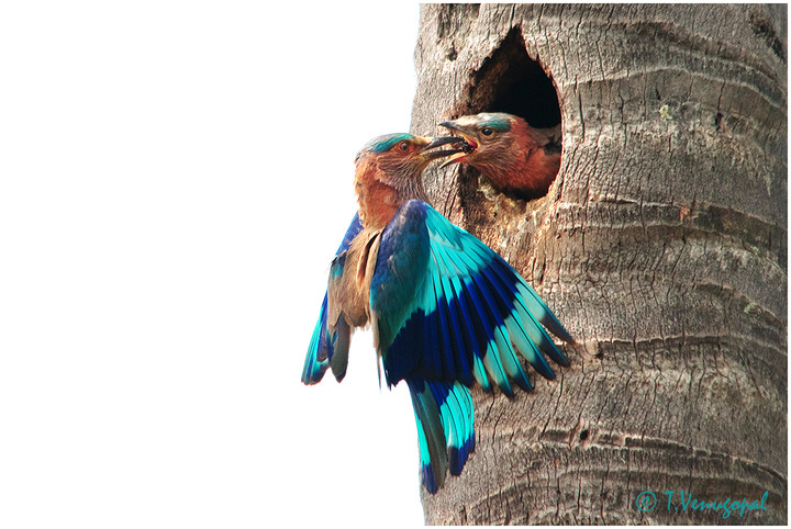 Bluejay+