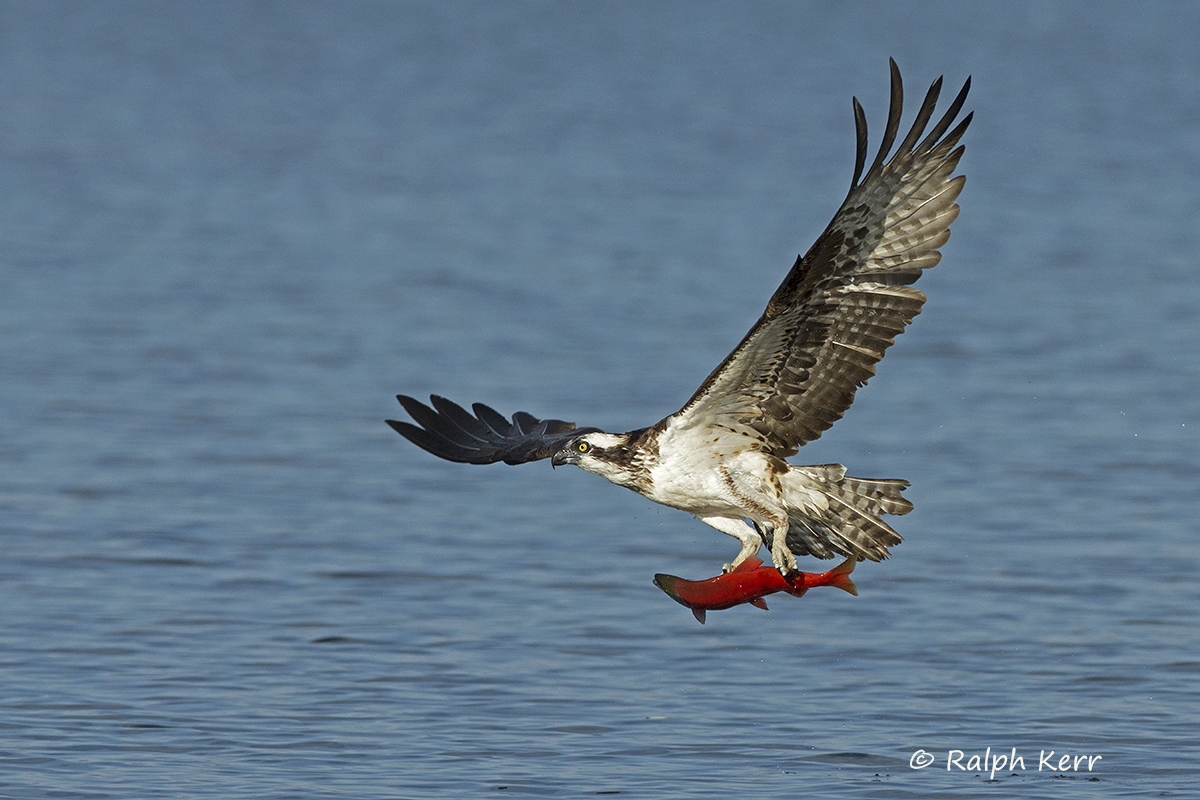 Osprey With Salmon